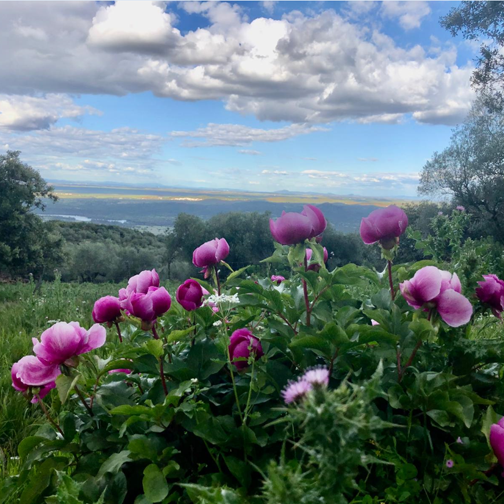 Rosa de Alejandría - Sierra de Alor