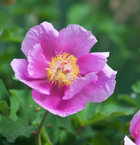 194_sierra-alor-peony-portrait-flower-ty7dlez-luz-y-raia-audiovisual